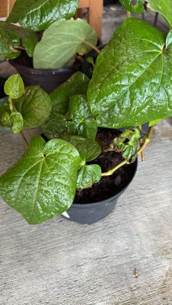 Betel leaf (Vetrilai)