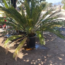 Sago Palm