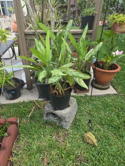 Aglanoema 3 feet $12.00