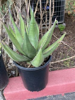 Ornamental Succulent 