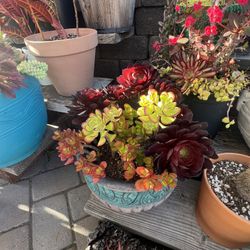 Plants For Sale Saturdays April 20 