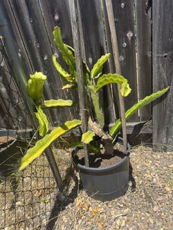 Dragon Fruit Plants