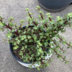 Jade Plant Good Luck Plant 🪴 