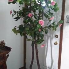 Tree in clay pot! 7 ft. Tall & 20 lbs! 