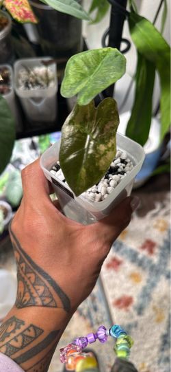 Alocasia Pink Pseudo Sanderiana
