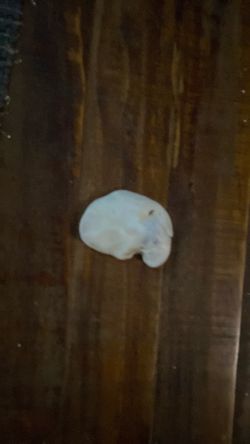 Seashell used to have pearl