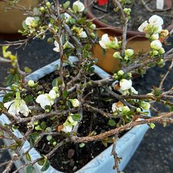 White Quince Bonsai Tree In Bonsai Pot 5gal. Bonsai Quince trắng có chậu
