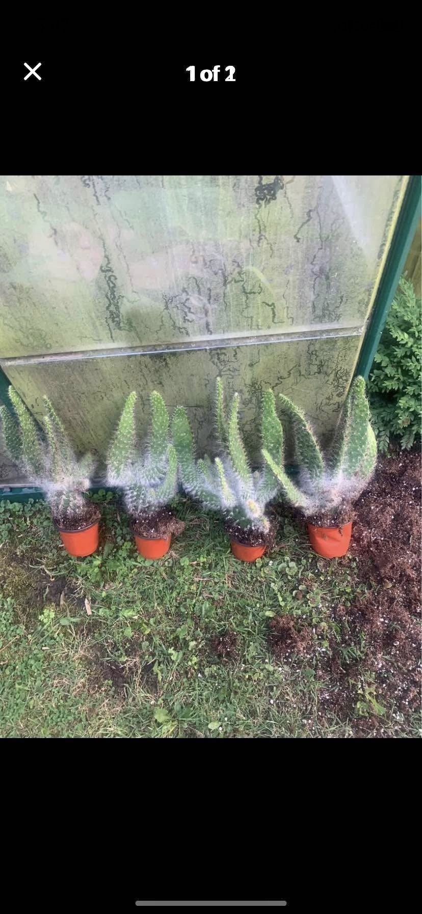 Prickly Pear Snow Cactus Plants!! $10 Each!!