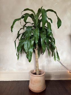 Large Palm Tree In Pot 