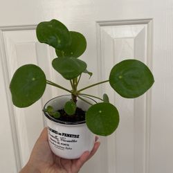 Beautiful Pilea Plant With Pot
