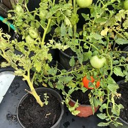 Tomato Plants
