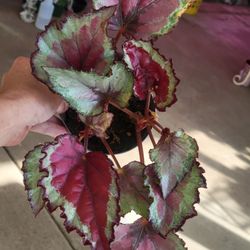 Beautiful Begonia Plant