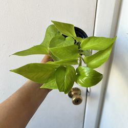 Neon pothos