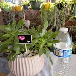 Regalo San Valentín