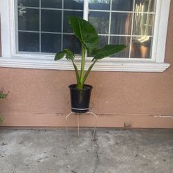 Plant Elephant Ear