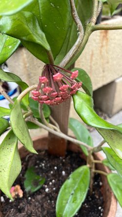 Hoya  blooming tall plant