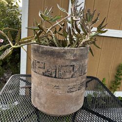 Clay Pot Of Mother Of Millions Plant