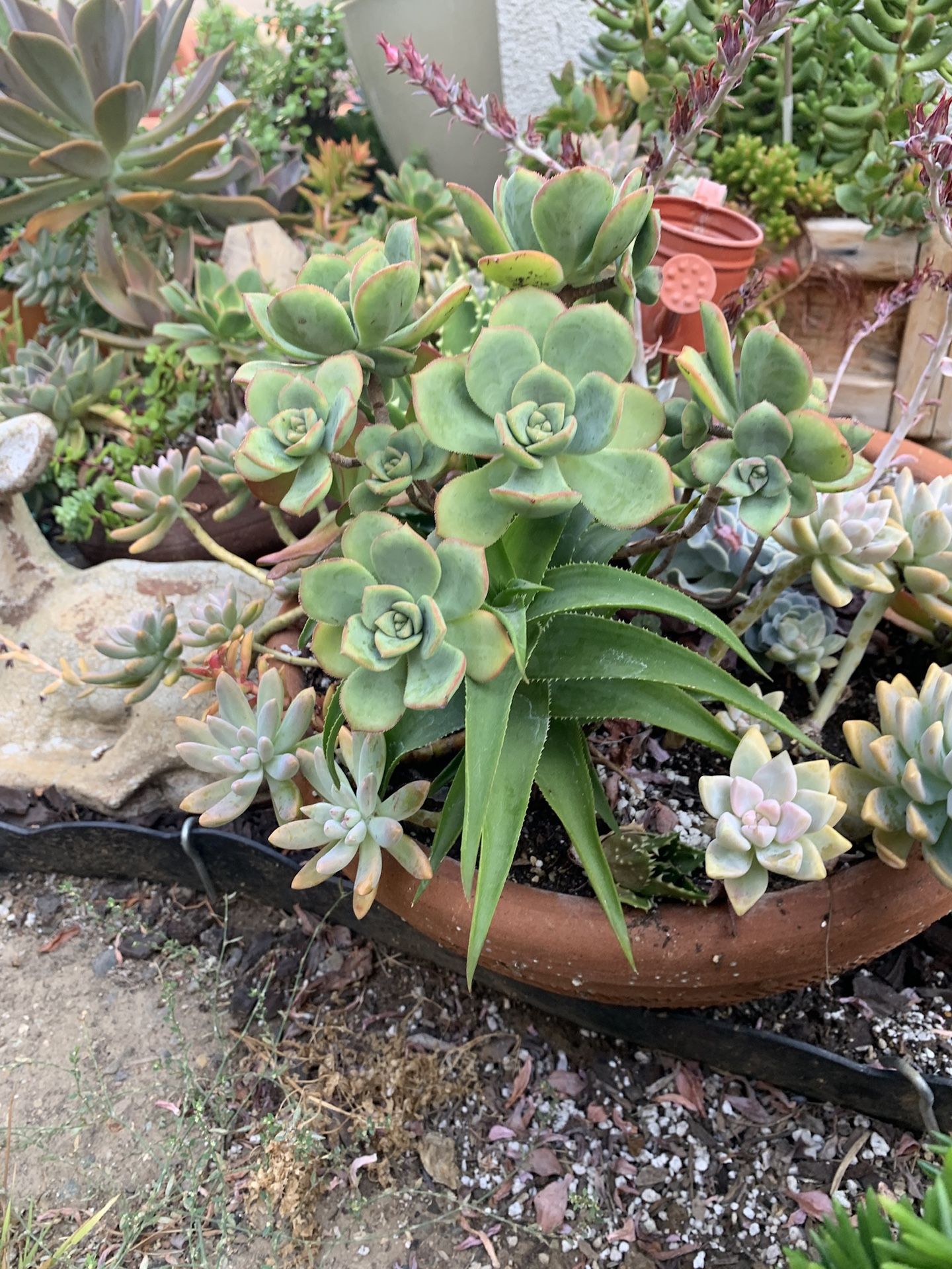 Succulents for sale prices from 20 up