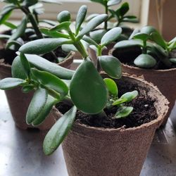 Jade Plants-Symbols Of Luck, Growth, Friendship