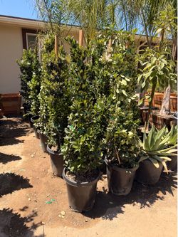 Waxleaf privet 15 gallons