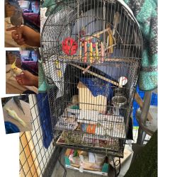 Bird Cage / Cocktail Bird Cage 