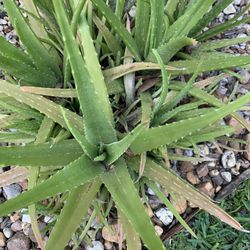 BIG ALOE PLANTS 🌱 
