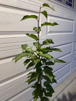 Sweet Cherry (botanical name: Prunus avium)