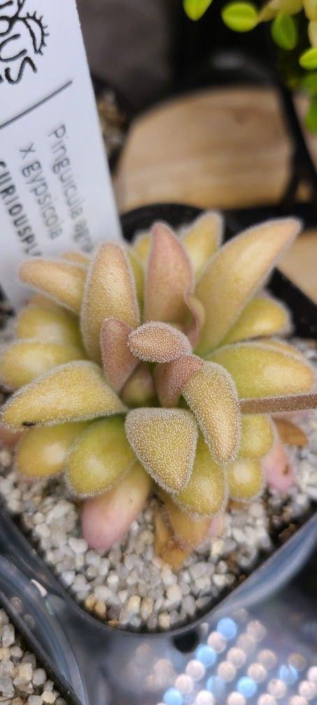 Pinguicula Agnata X Gypsicola (Carnivorous Plant)