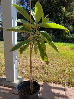 Loquat Tree