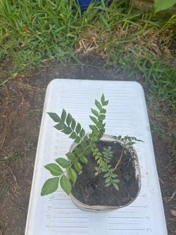 Curry leaves plant ( Three )