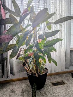Big Calathea Plant