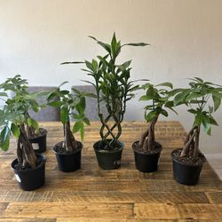 6inch Money Tree $15 Each