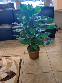 Plants