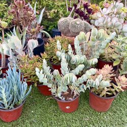 Variety Of Succulents Plants 