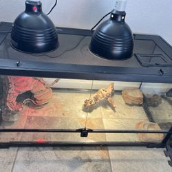 Ball Python Snake