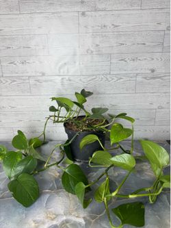 Golden Pothos - Indoor Houseplant