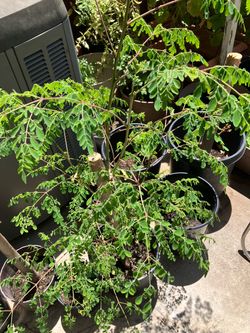 Drumstick tree plant big