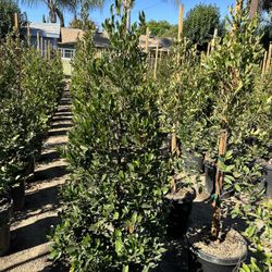 Carolina Cherry Privacy Hedge