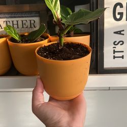 Fiddle Fig