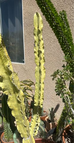 Euphorbia Ammak variegated