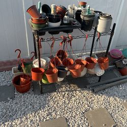 Assorted Hanging Pot Plant 