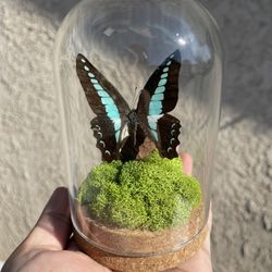 Real Butterfly Art Piece 