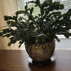 Real Plant With Pot
