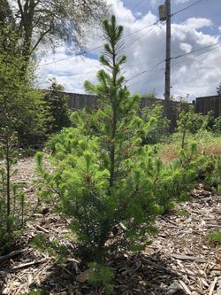 Evergreen Trees