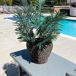 1 Last Palm Tree I Have Not Real 