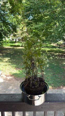 Free Mugwort Plant