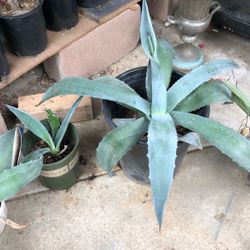 Agave