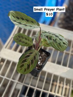 Small Prayer Plant $10