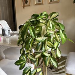 Hoya Krimson Princess 
