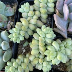 3 For $6 Burros Tail Succulent 